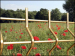 Garden Fencings