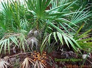 Saw palmetto P.E.