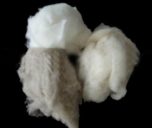 wool fibre