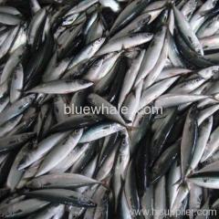 Pacific Mackerel