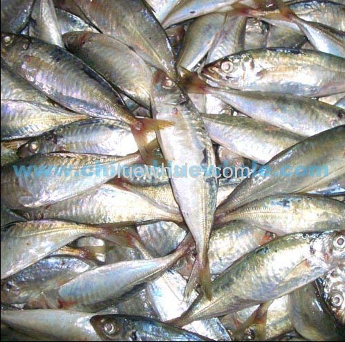 mackerel export