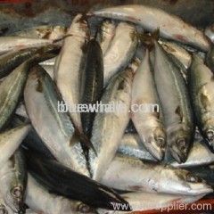 Whole Round Mackerel