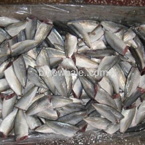 Horse Mackerel HGT