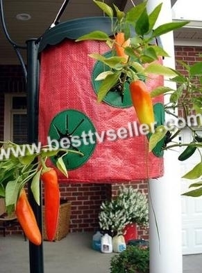 Topsy Turvy Hot Pepper Planter