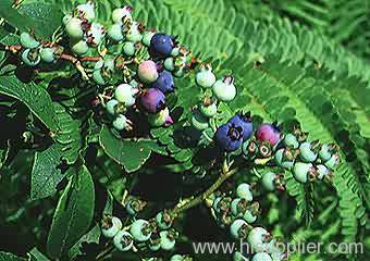 Blueberry Extract Juice