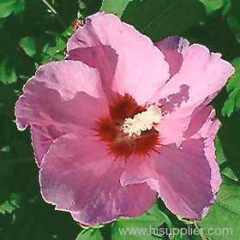 Hibiscus Flower Extract