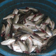 Horse Mackerel HGT