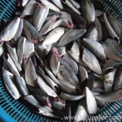 Horse Mackerel HGT