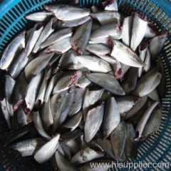 Horse Mackerel HGT