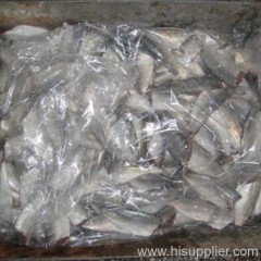 Horse Mackerel HGT