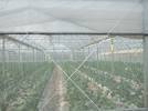 insect net