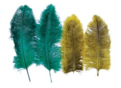 ostrich feather