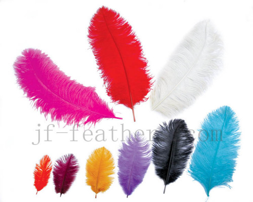 ostrich feather plumes