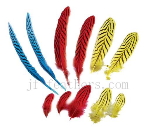 Fancy pheasant feather