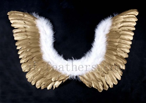 golden feather angle wing