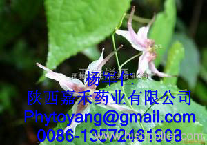 Epimedium extract