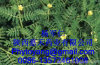 Tribulus terrestris extract