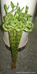 spiral bamboo