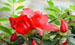 Dahurian Rhodoendron Extract