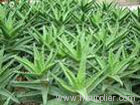 Aloes