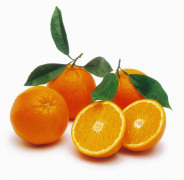 Navel Orange Orchard