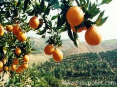 (xinfeng) newhall navel orange