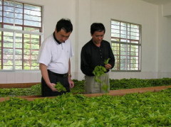 Vanstace Tea Co.,Ltd