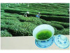 Vanstace Tea Co.,Ltd