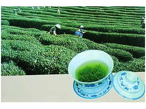 Vanstace Tea Co.,Ltd