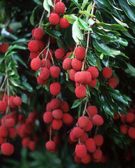 Litchi