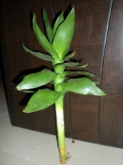 lotus lucky bamboo