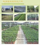 Shunde Yuanmao Gardening Co.,Ltd