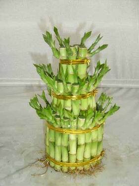 Lucky Bamboo