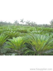 cycas revoluta palm