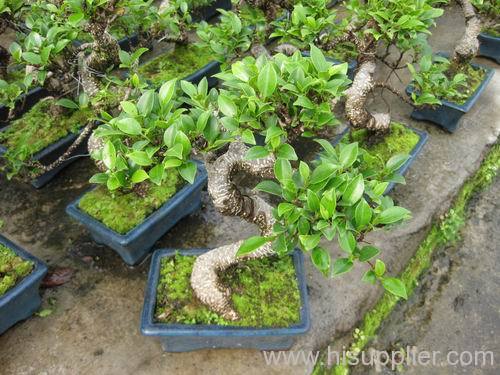 small bonsai