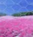 PVC Coated Hexagonal Wire Mesh