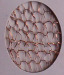 China Brass wire mesh