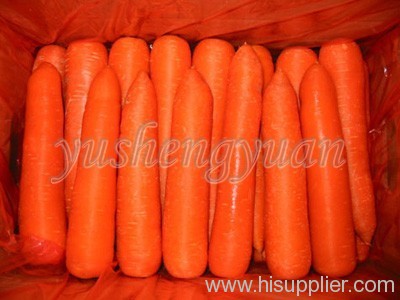 carrot