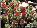 Rhodiola Rosae Extract 5% Rovavins/ 3% Salidroside