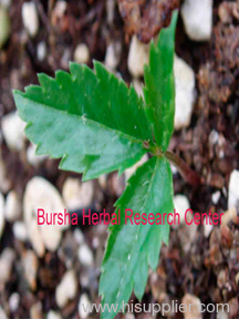 Available ginseng stratified nursery and seed