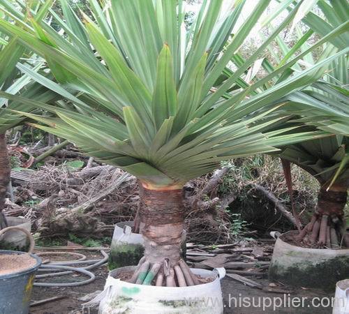 pandanus utilis