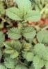 Herba agrimoniae Extract
