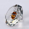 Real Insect Amber Desktop Decoration, Good For Business Gift, Office Gift