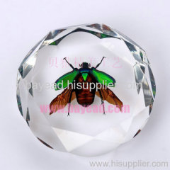 High Quality Insect Amber lucite Desktop Decoration