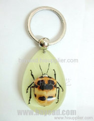 Real Spider Inside Insect Amber Keychains For Pormotion Gift, Souvenir , Novelties