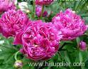 Paeonia lactiflora Pall Extract