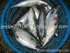 frozen mackerel