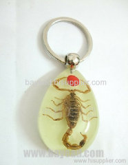 Real Insect Scorpion Amber Keychains