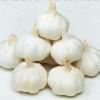 chinese fresh garlic