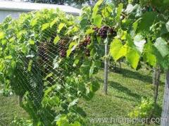 bird netting